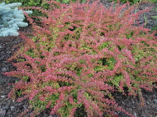 Berberis thunbergii 'Red Carpet'